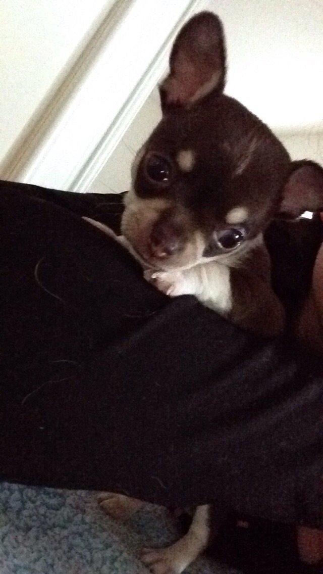 Chihuahua Eddie billede 1