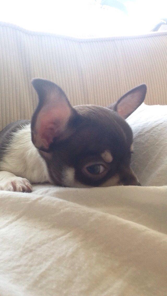 Chihuahua Eddie billede 3