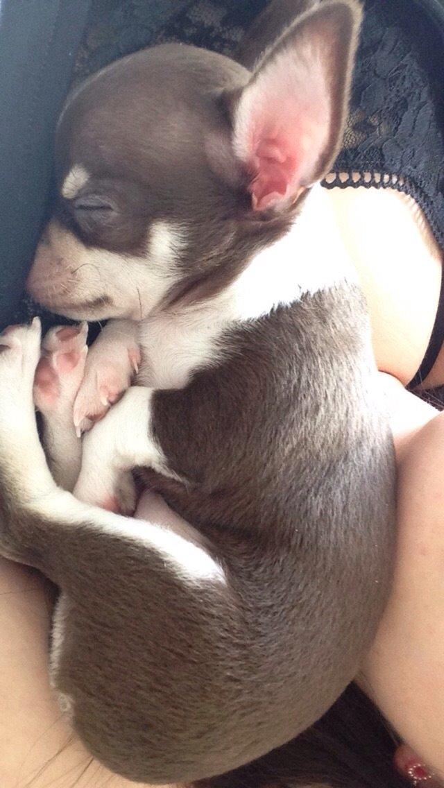 Chihuahua Eddie billede 2