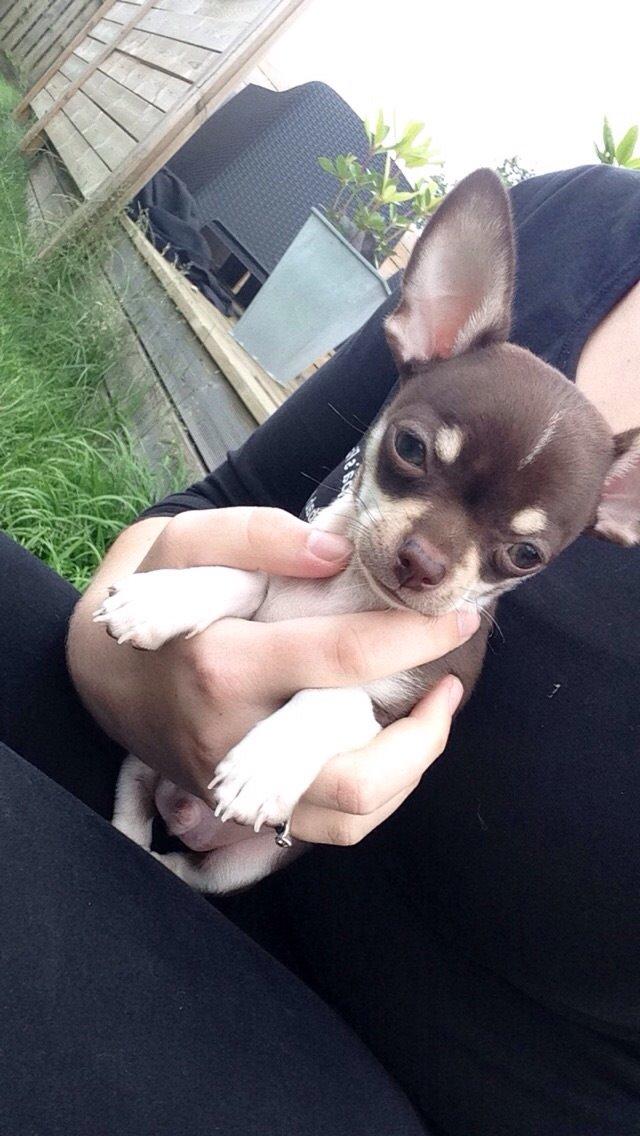 Chihuahua Eddie billede 4