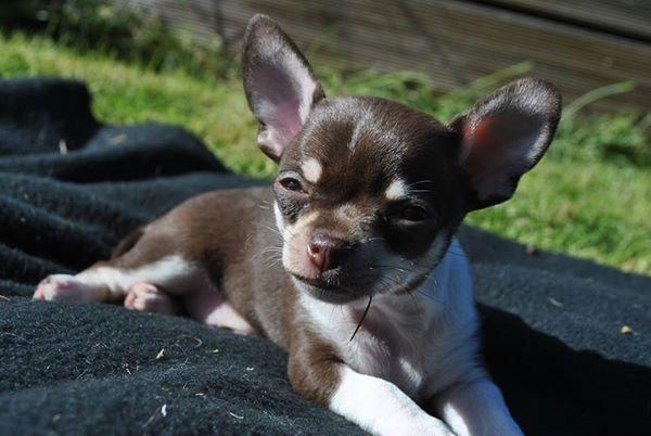 Chihuahua Eddie billede 5