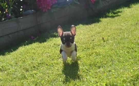 Chihuahua Eddie billede 6