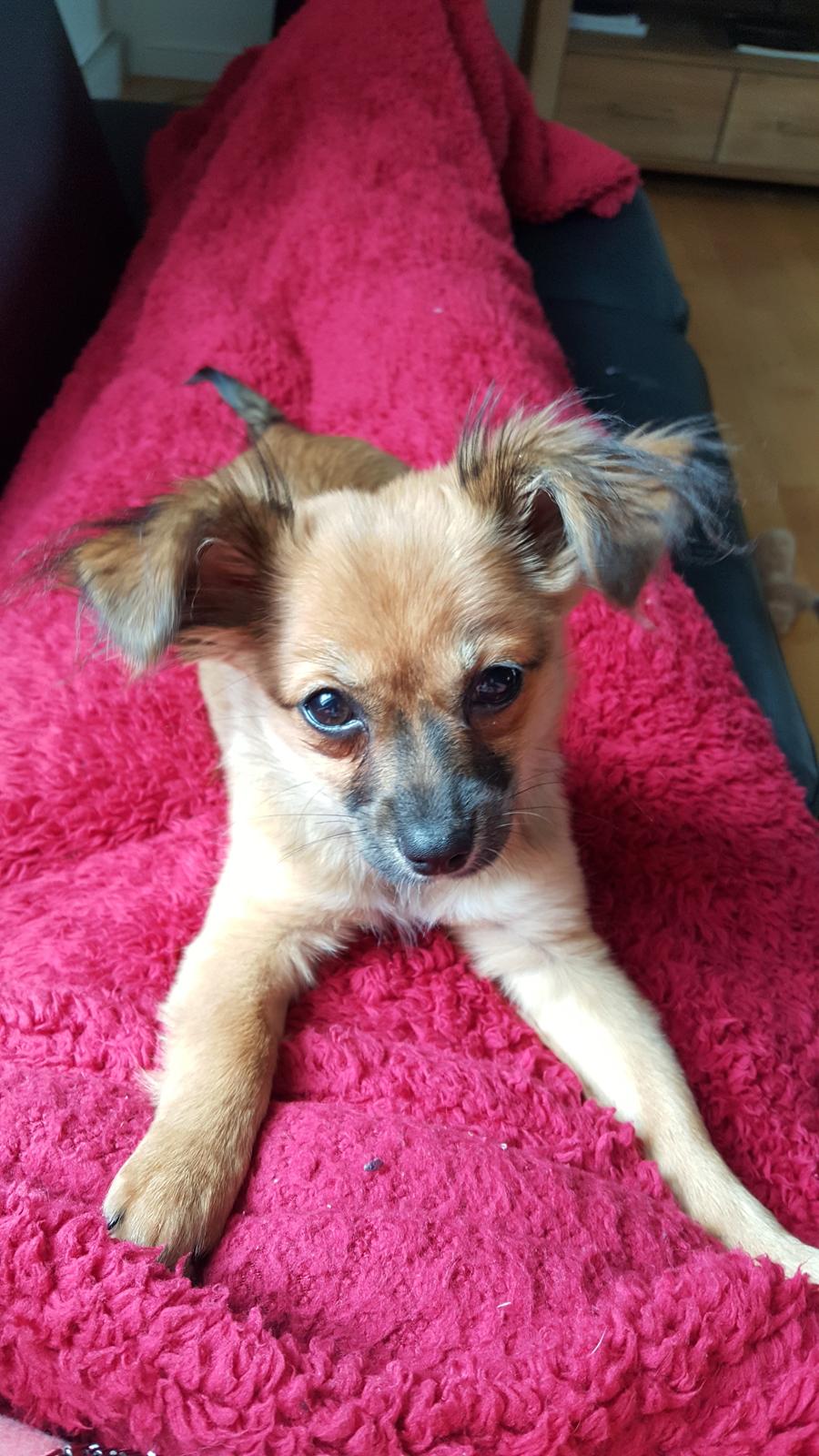 Blanding af racer Molly billede 1