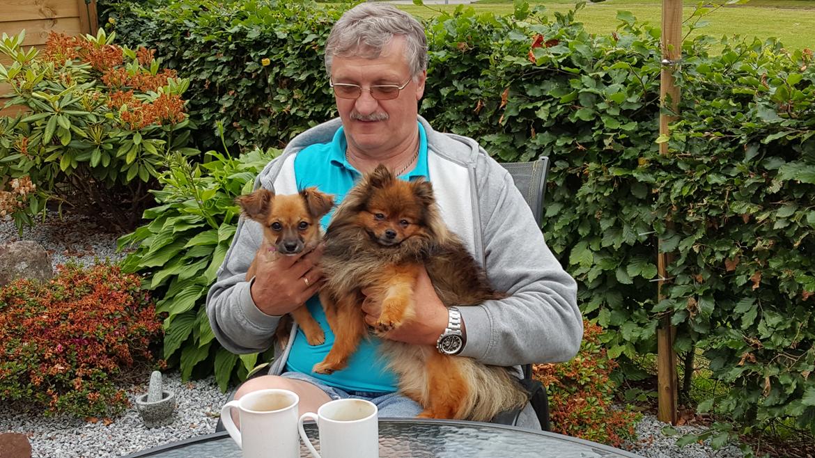 Blanding af racer Molly billede 2