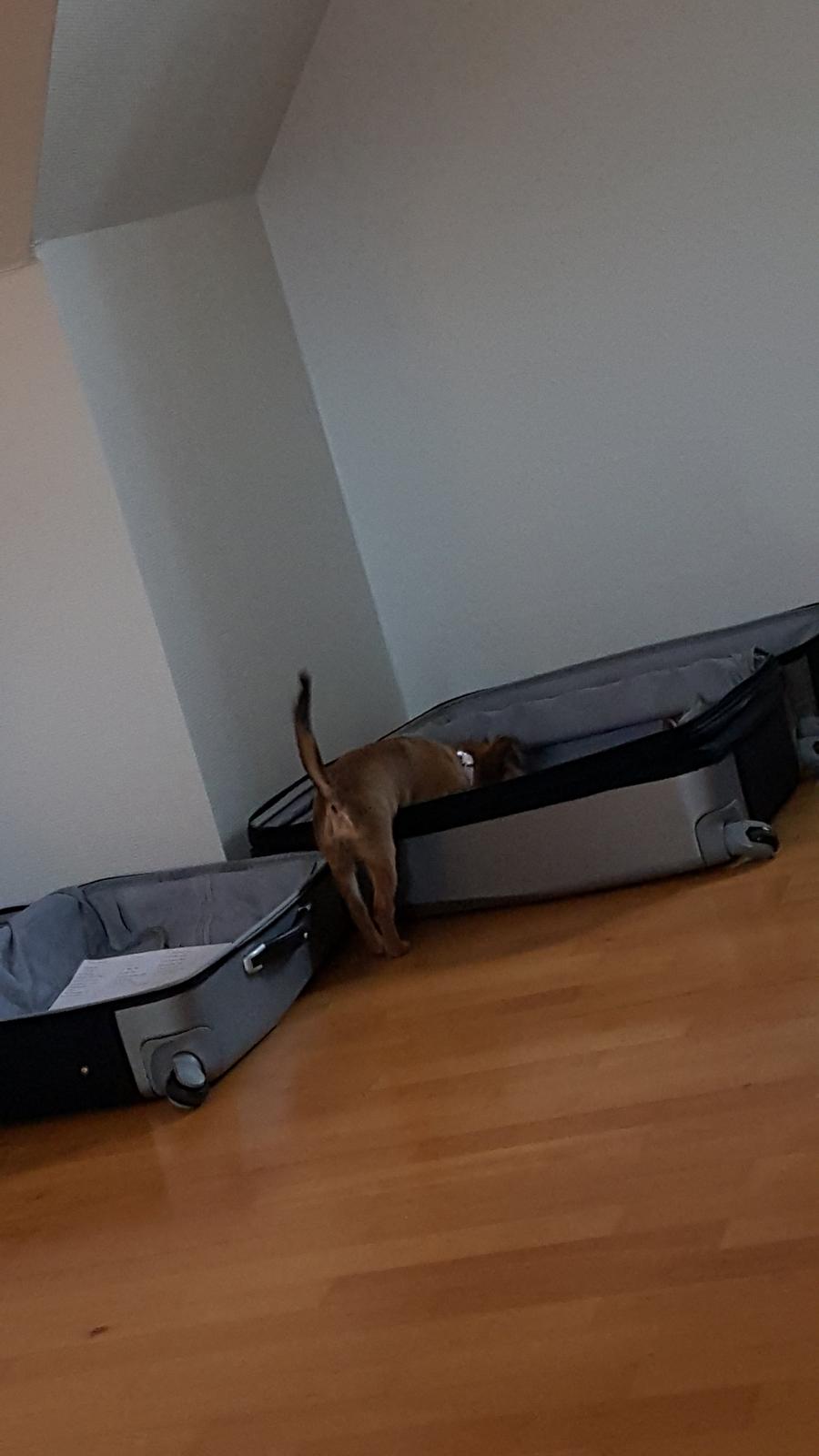 Blanding af racer Molly billede 3