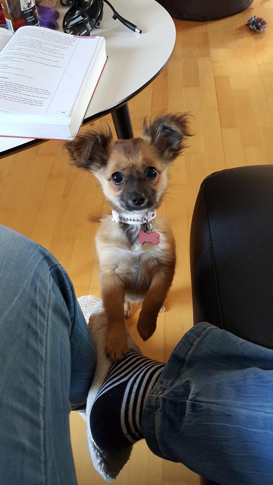 Blanding af racer Molly billede 4