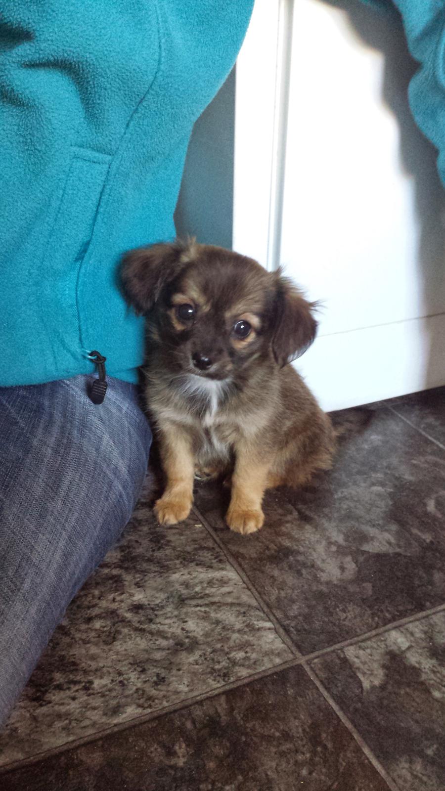 Blanding af racer Molly billede 5