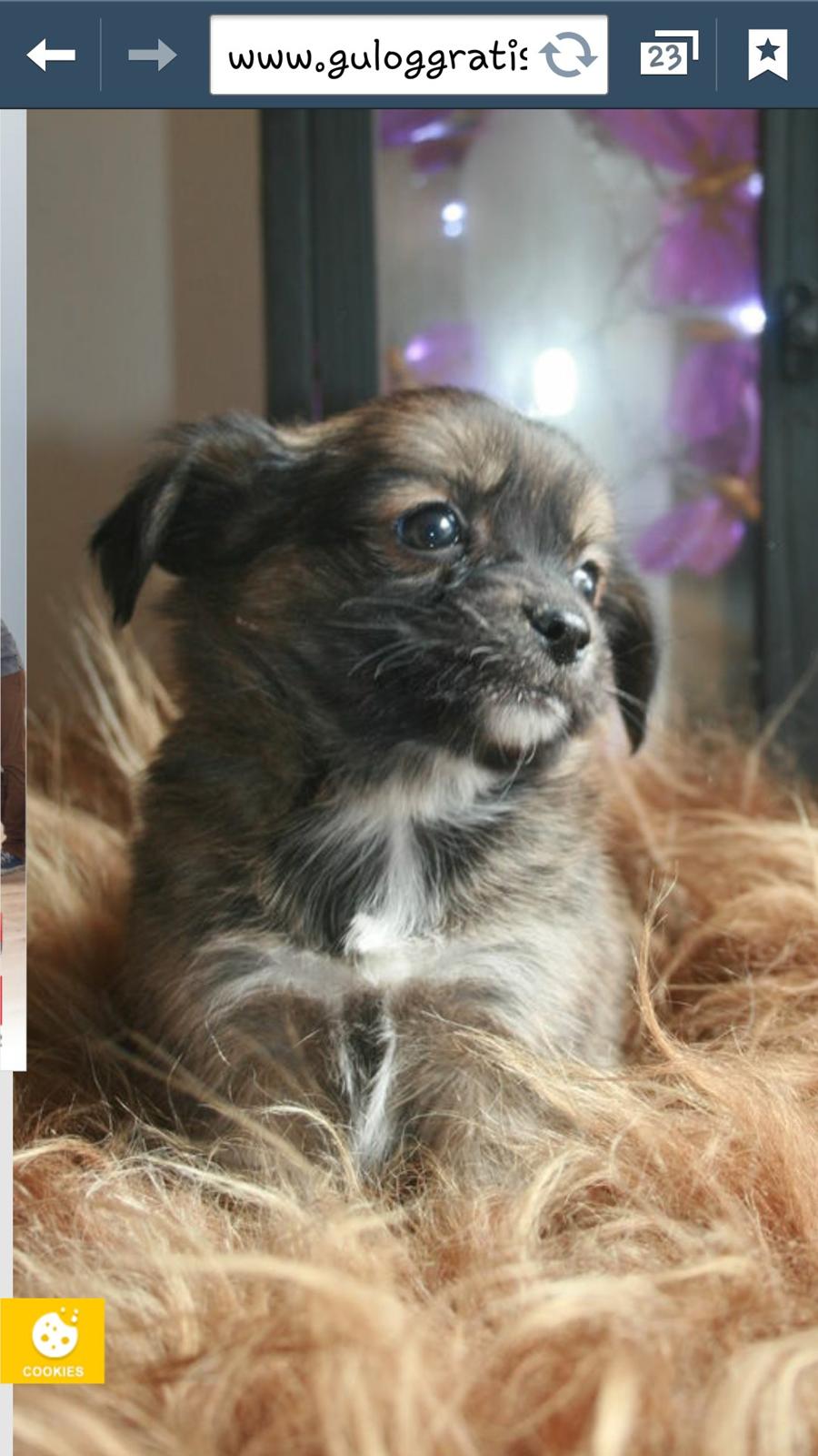 Blanding af racer Molly billede 6