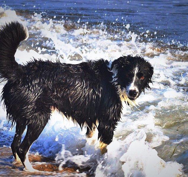 Border collie Nuser billede 1