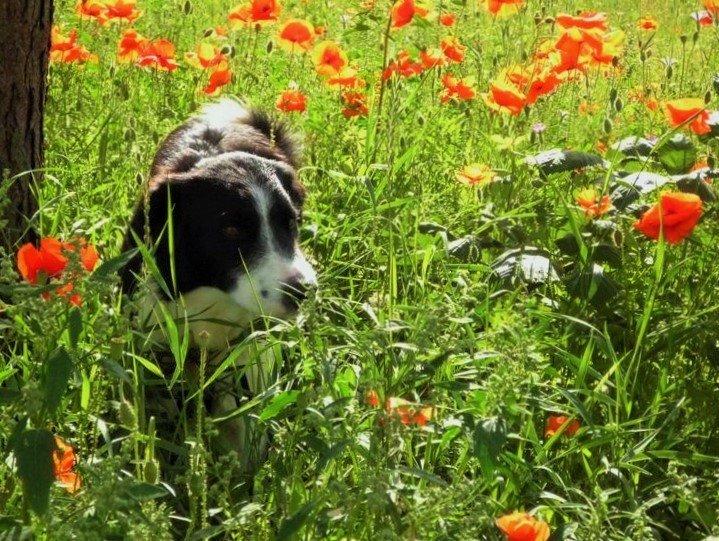 Border collie Nuser billede 25