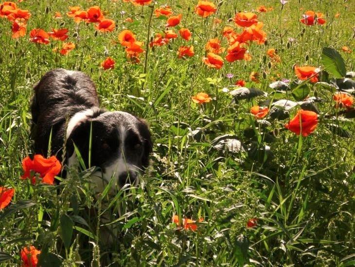 Border collie Nuser billede 14