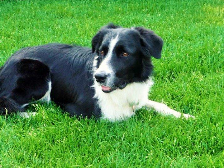 Border collie Nuser billede 37