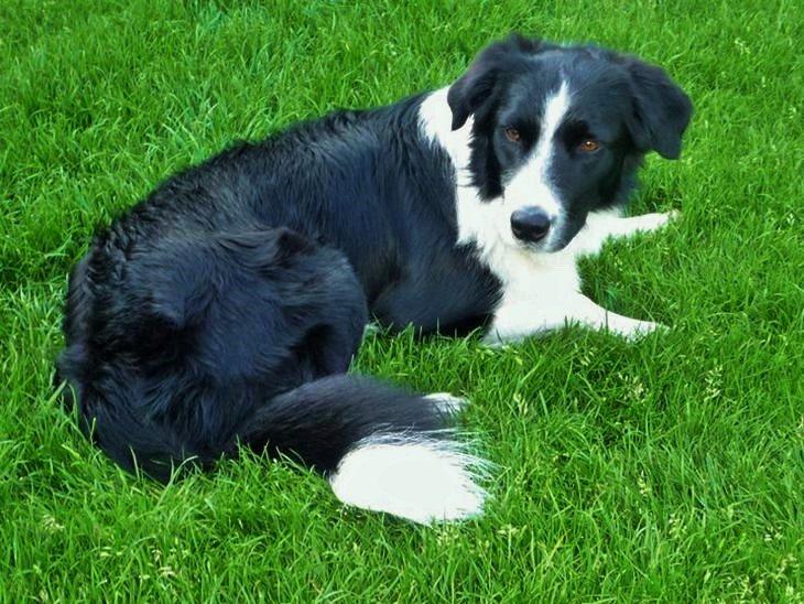 Border collie Nuser billede 4