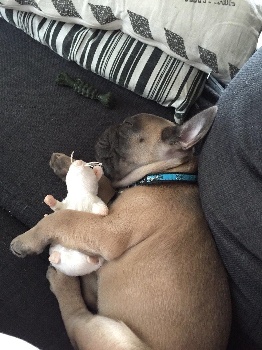 Fransk bulldog Baloo billede 1