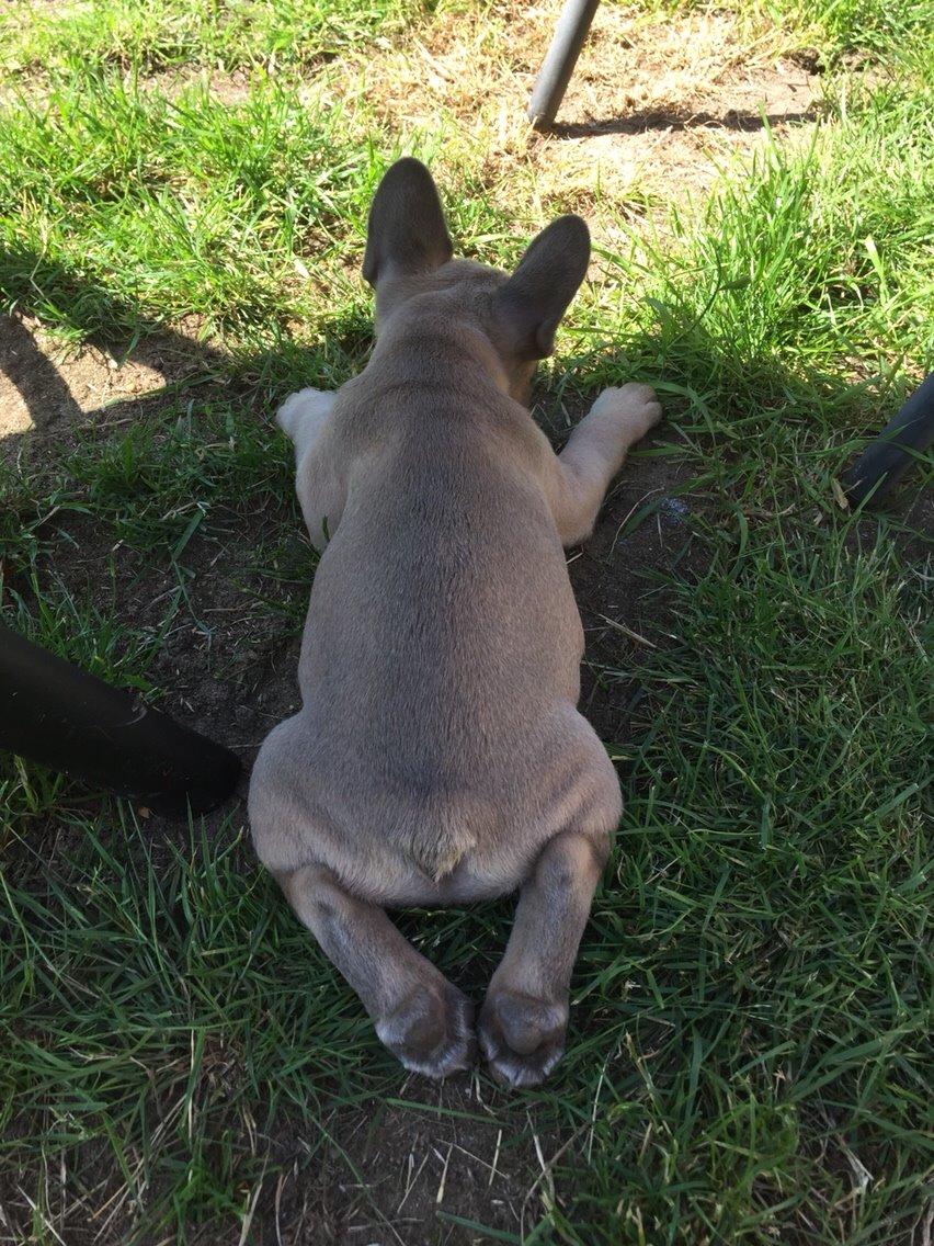 Fransk bulldog Baloo billede 2