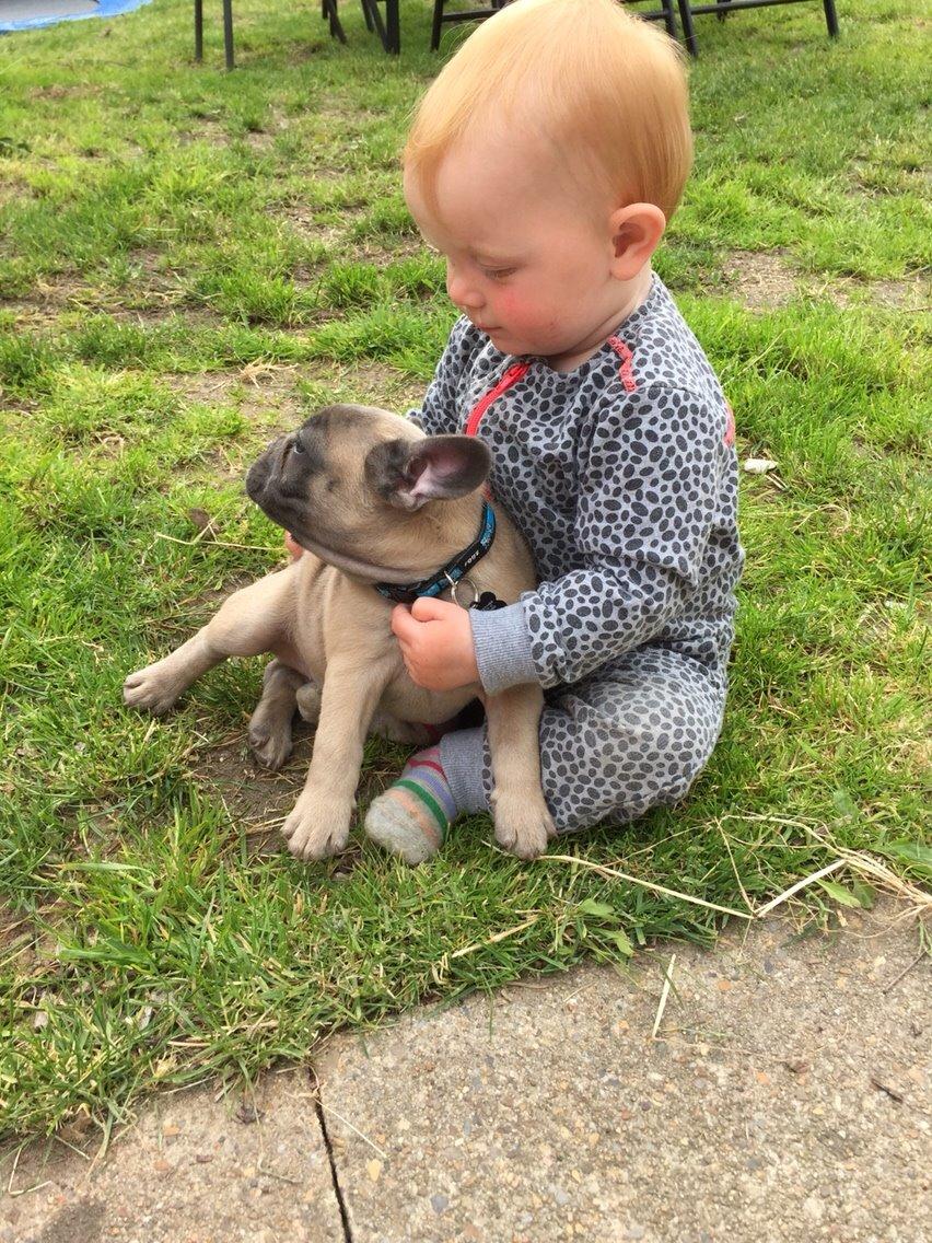 Fransk bulldog Baloo billede 3