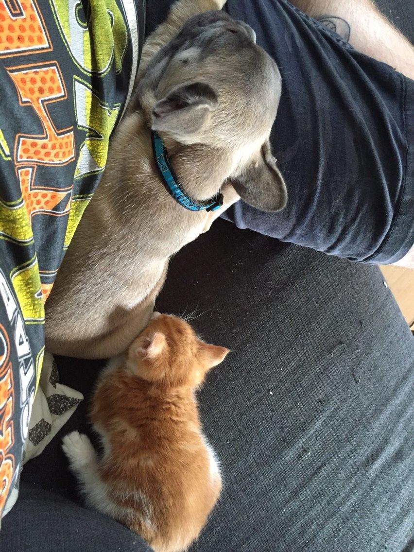 Fransk bulldog Baloo billede 5