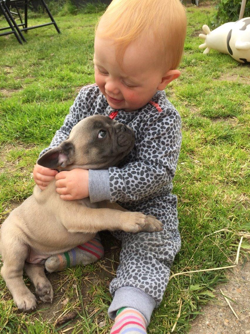 Fransk bulldog Baloo billede 4