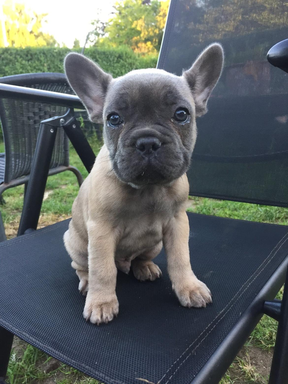 Fransk bulldog Baloo billede 6