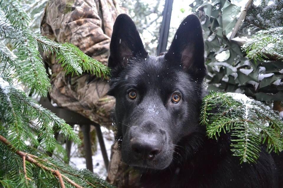 Blanding af racer Baloo billede 1