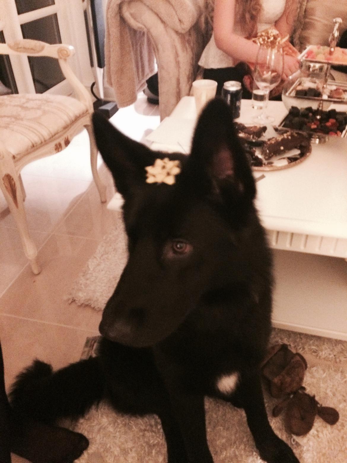 Blanding af racer Baloo billede 3