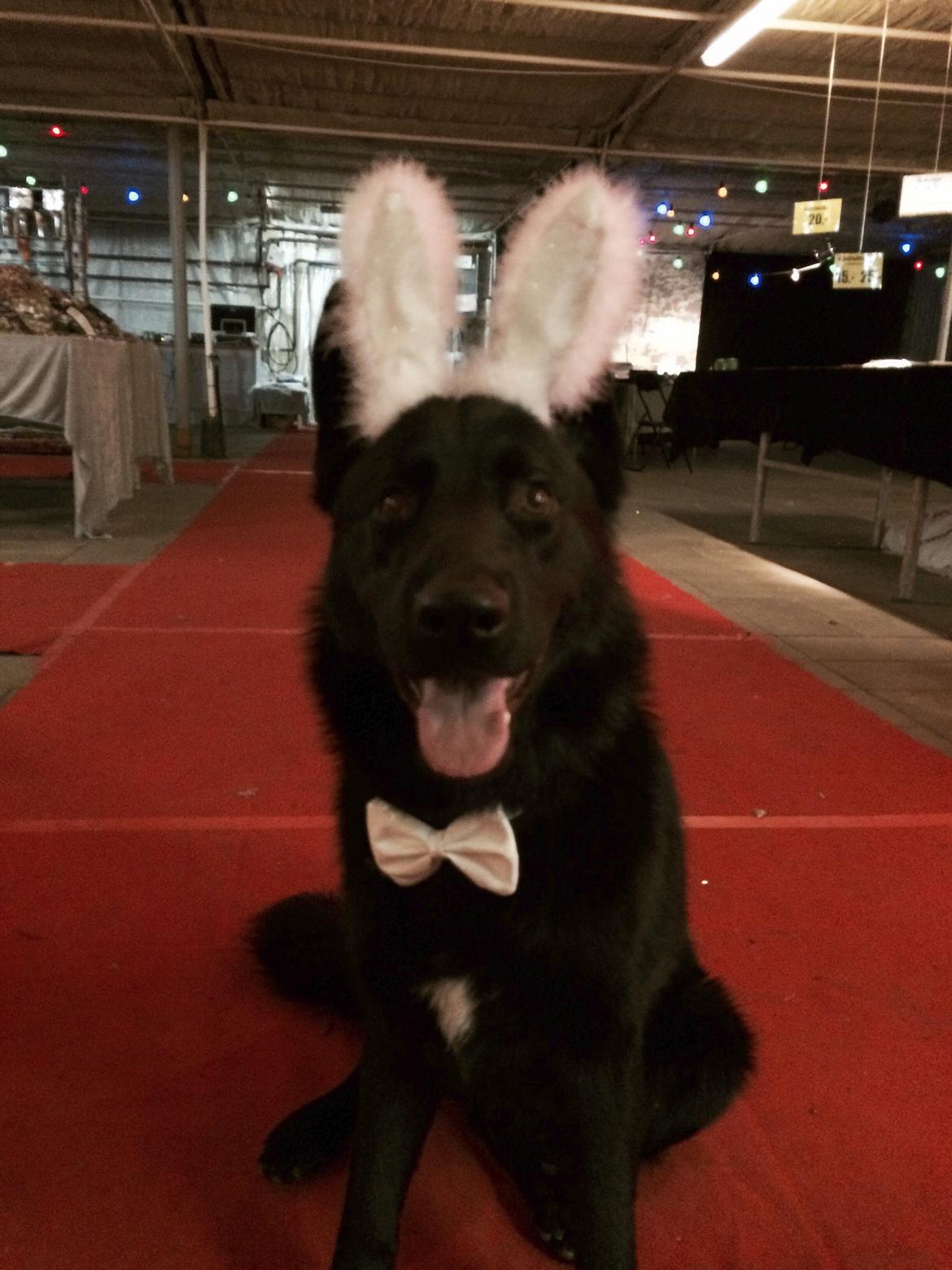 Blanding af racer Baloo billede 4