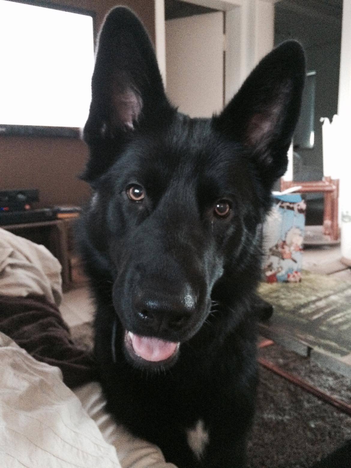 Blanding af racer Baloo billede 5