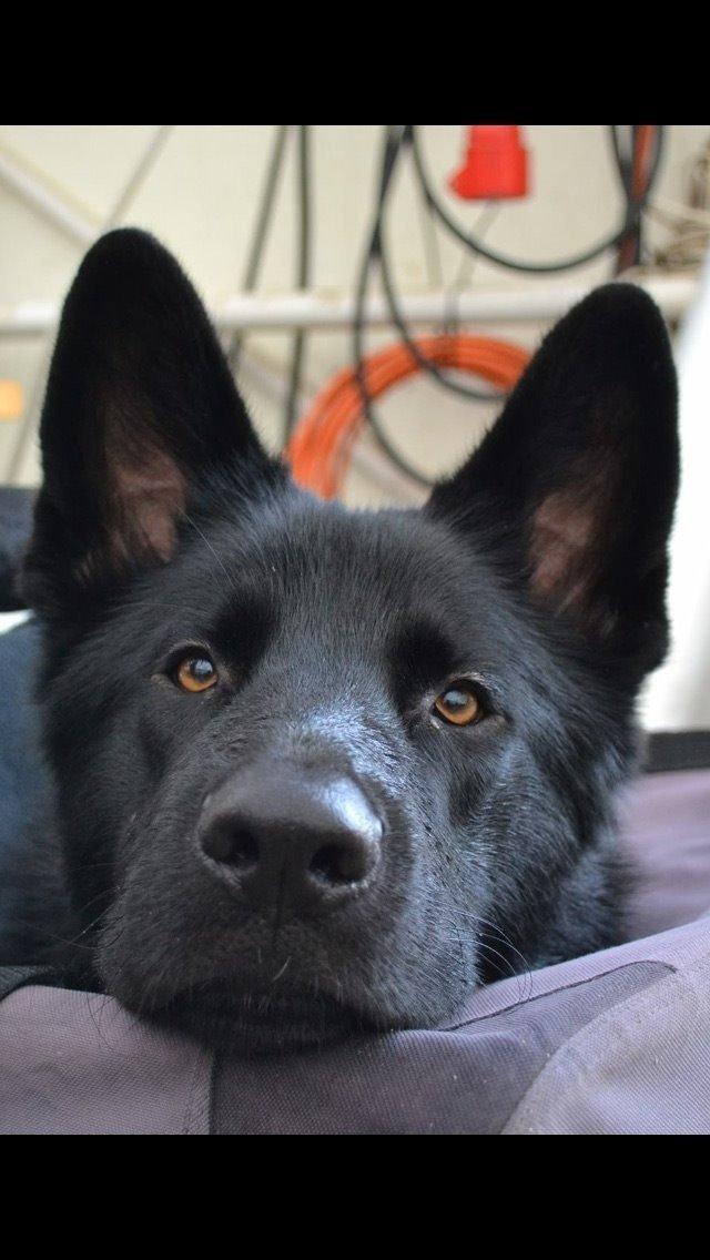 Blanding af racer Baloo billede 2