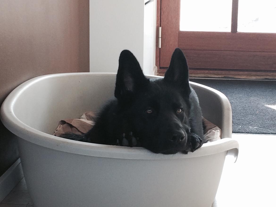 Blanding af racer Baloo billede 6