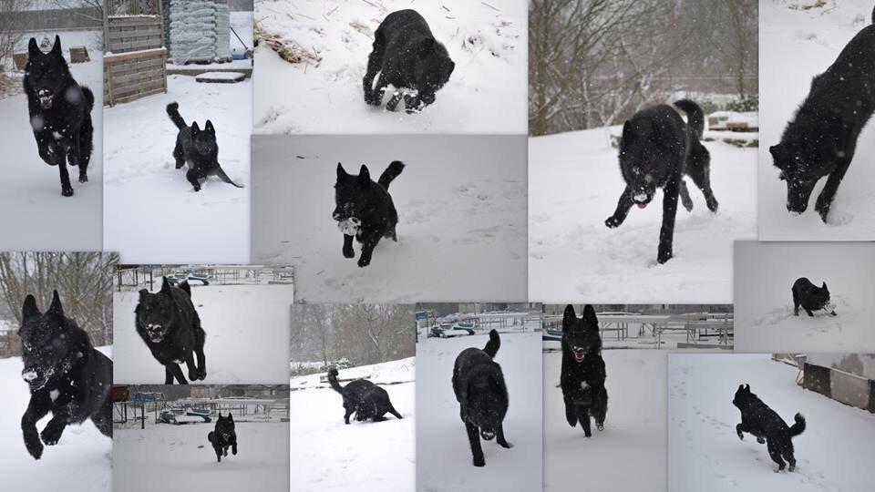 Blanding af racer Baloo billede 7