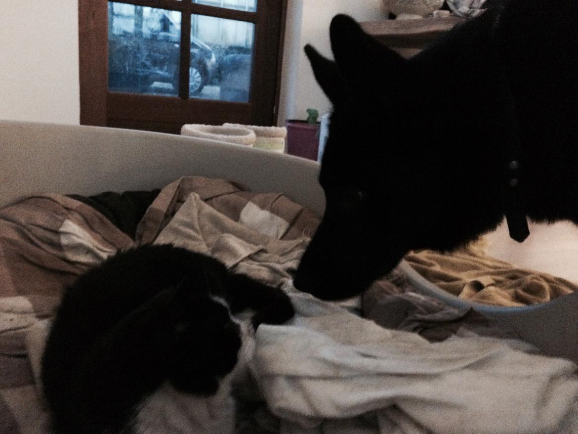 Blanding af racer Baloo billede 8