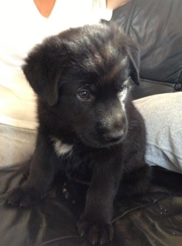 Blanding af racer Baloo billede 9