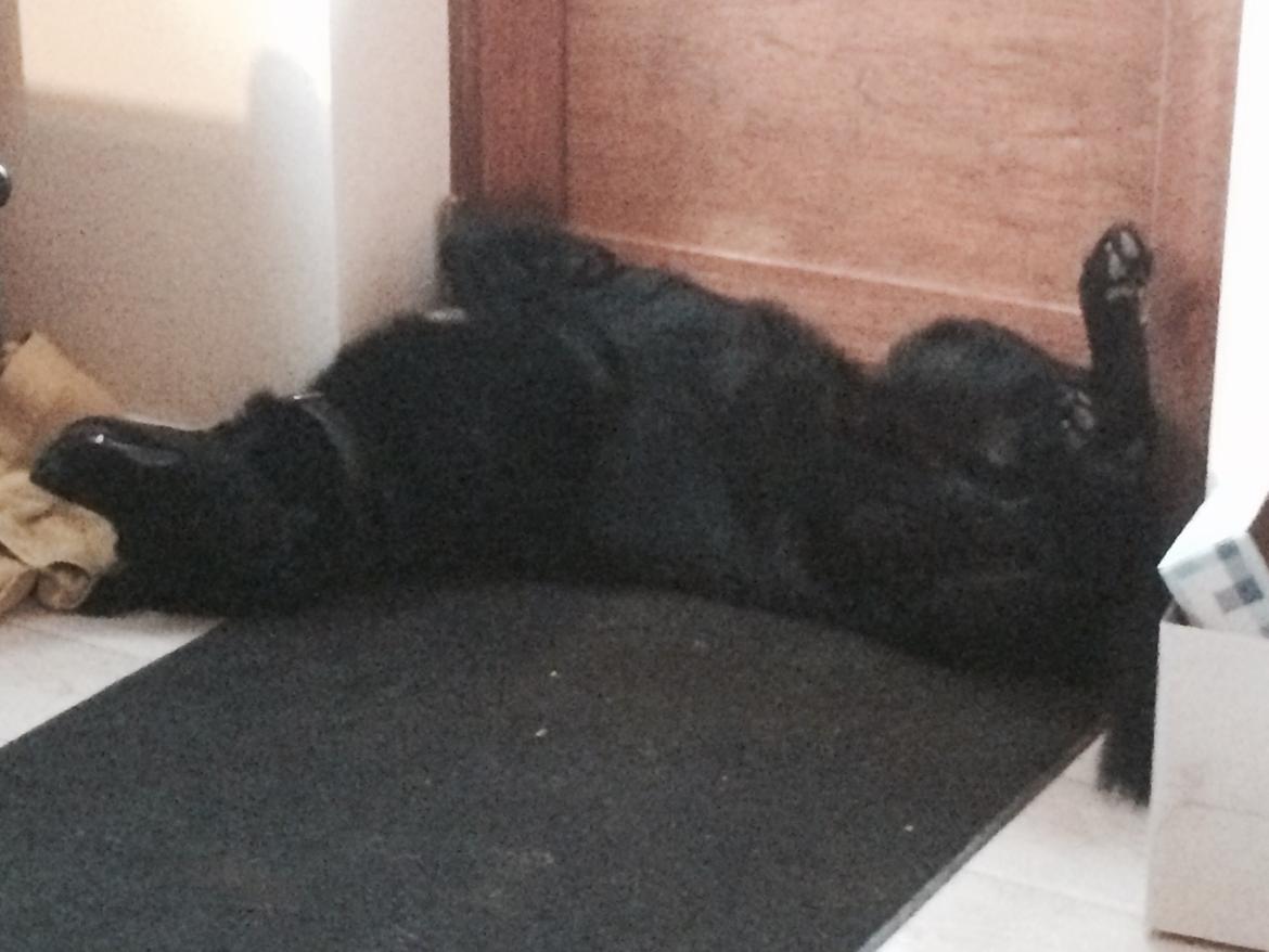 Blanding af racer Baloo billede 10