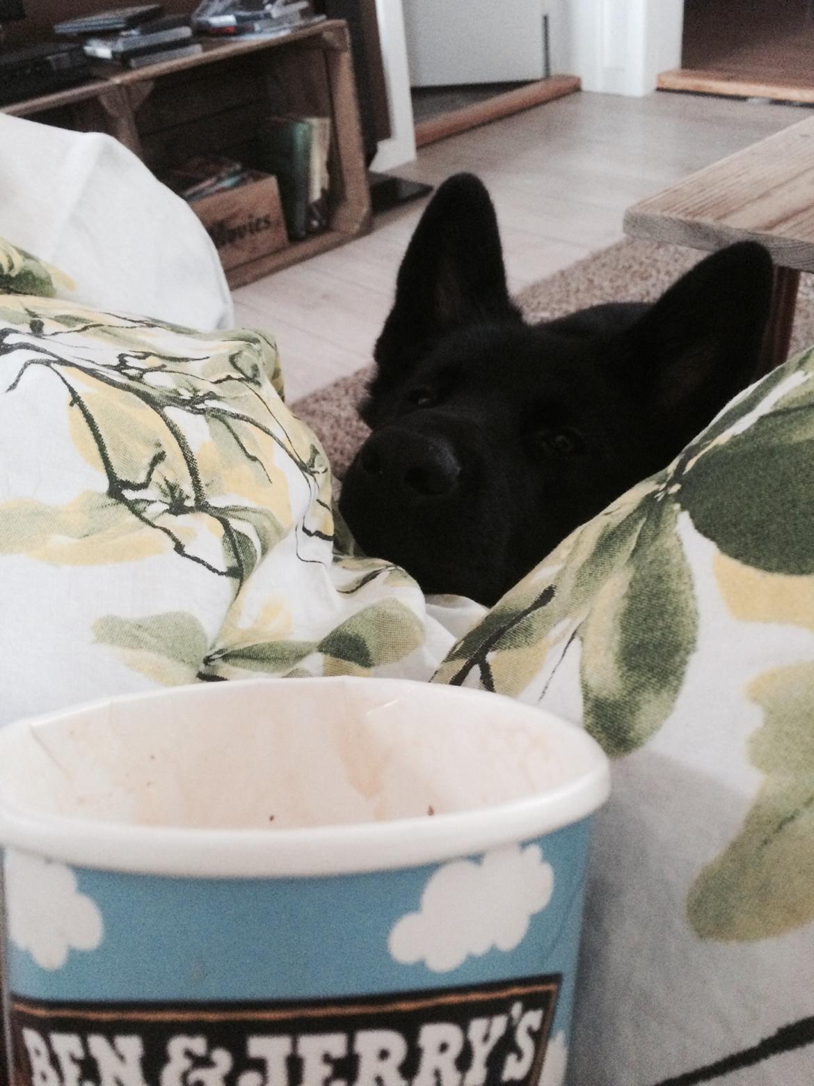 Blanding af racer Baloo billede 11