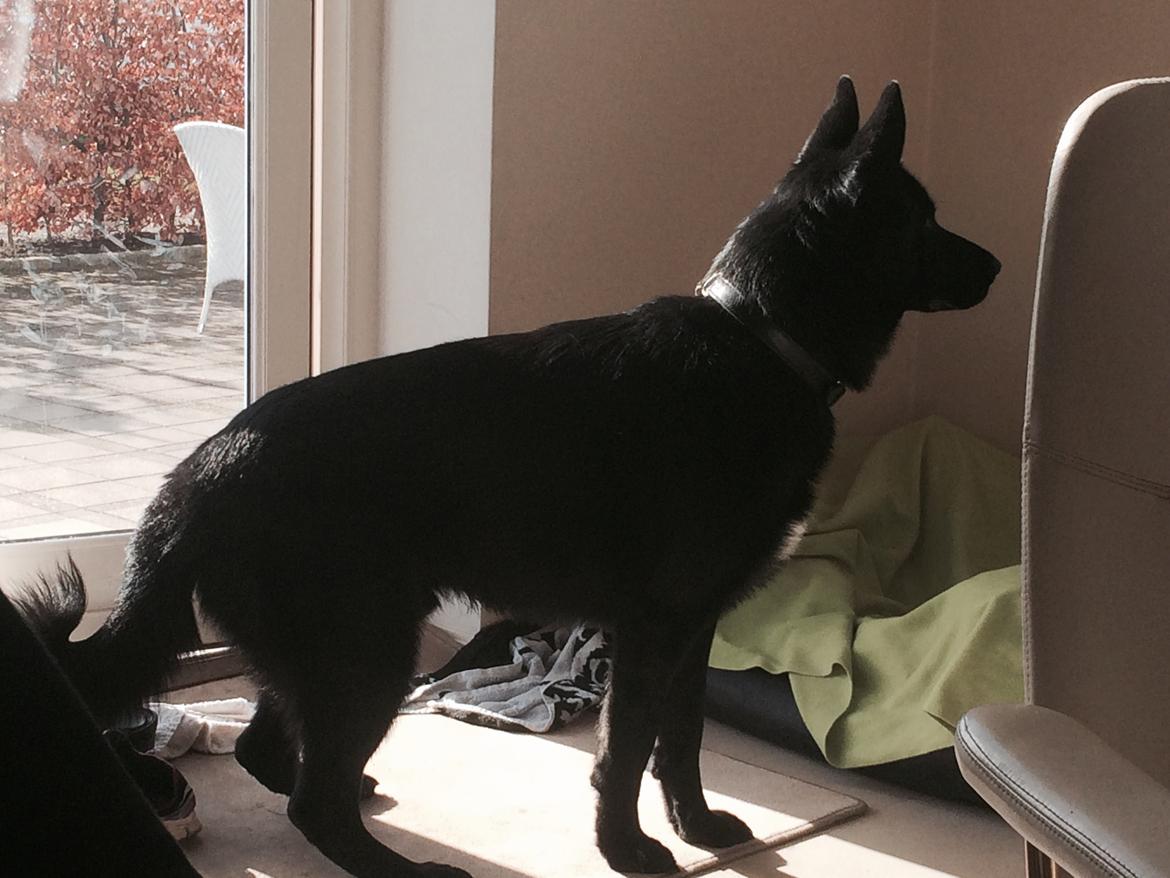 Blanding af racer Baloo billede 12