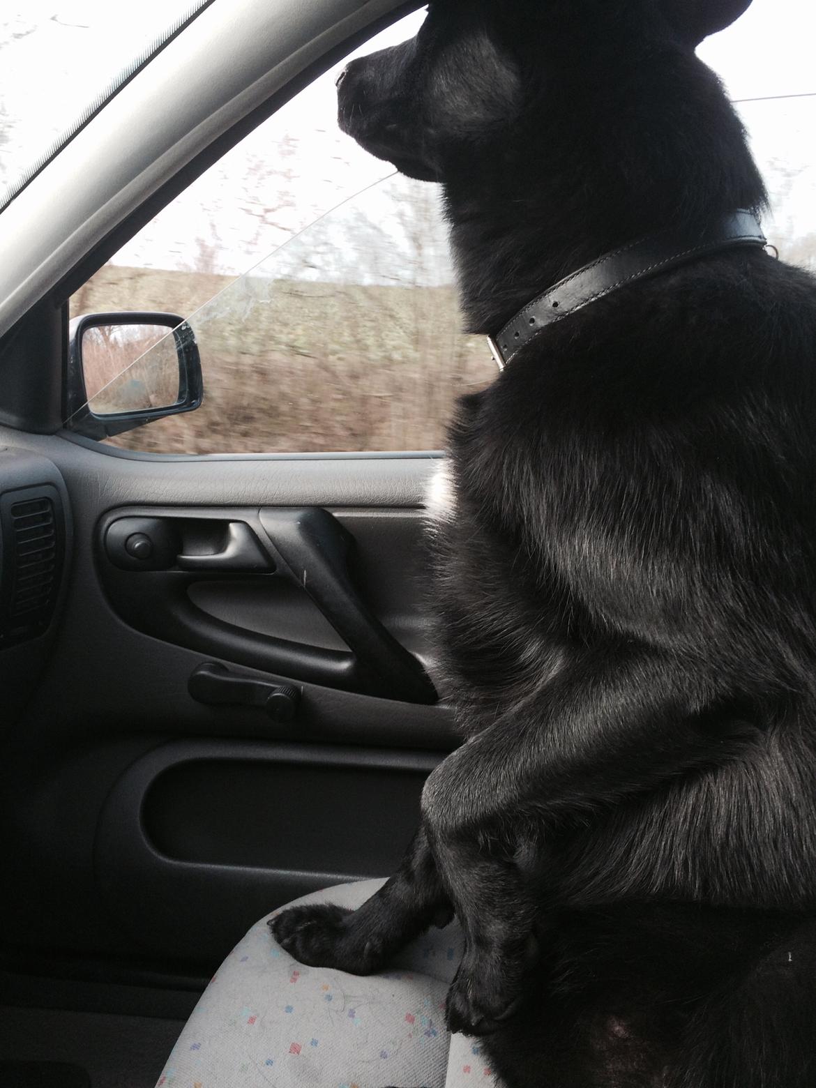 Blanding af racer Baloo billede 13