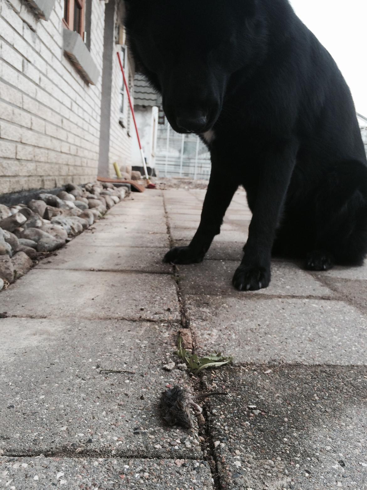 Blanding af racer Baloo billede 14