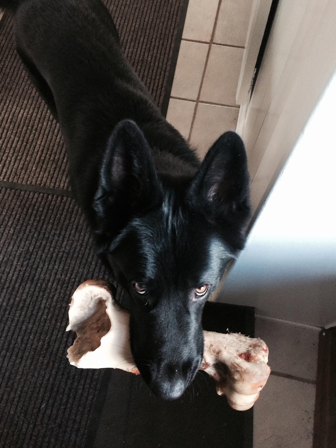 Blanding af racer Baloo billede 15