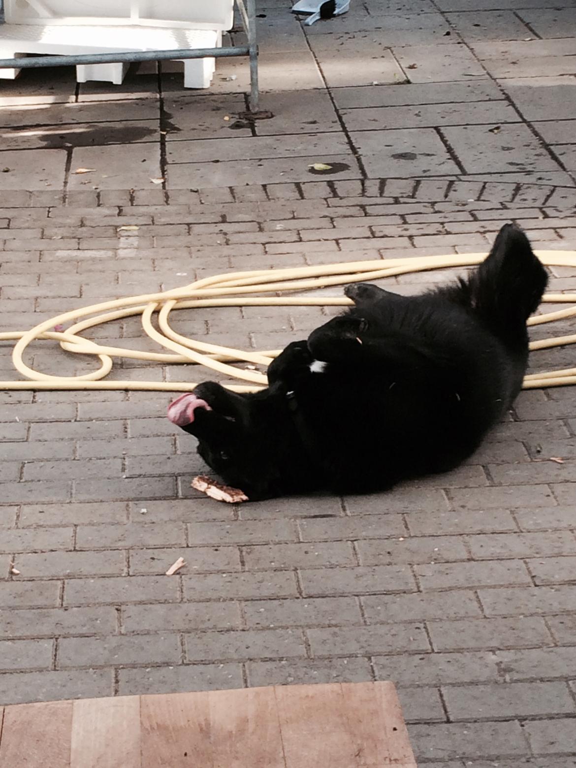 Blanding af racer Baloo billede 16