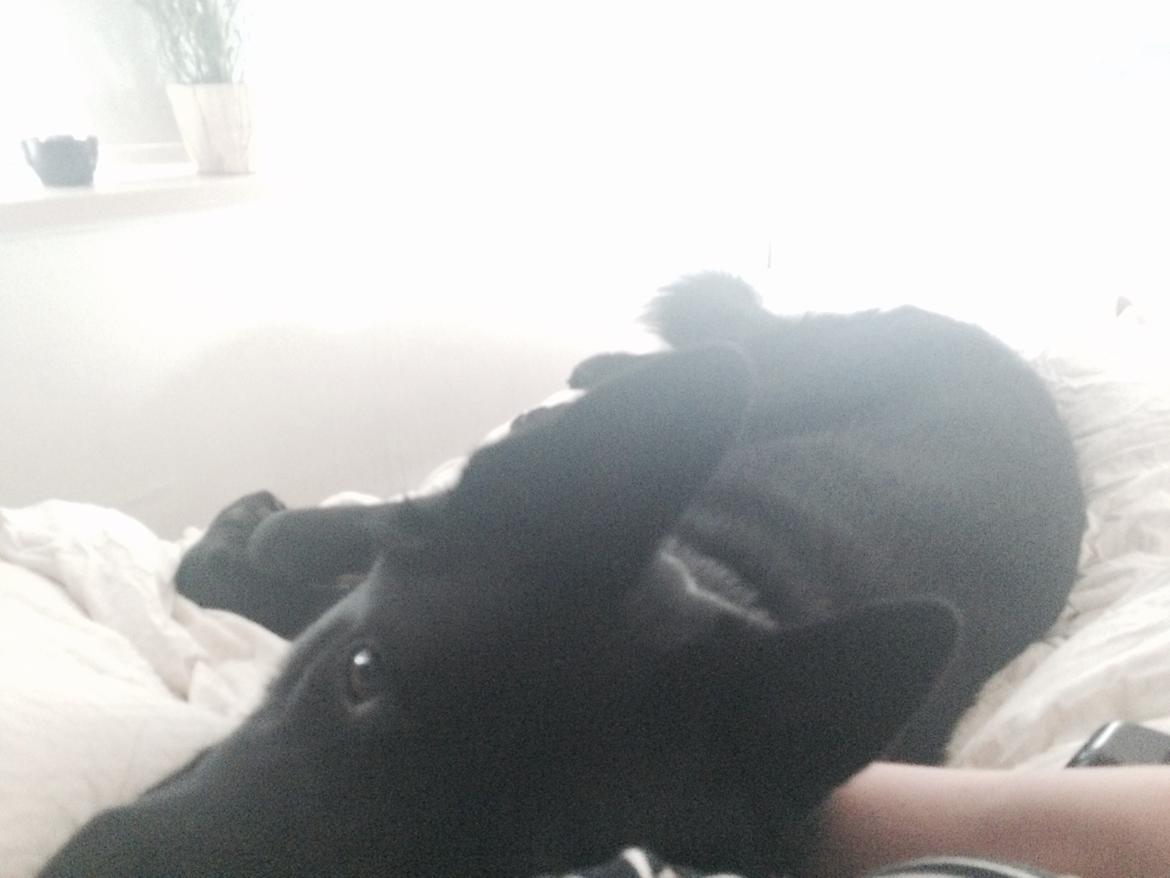 Blanding af racer Baloo billede 17