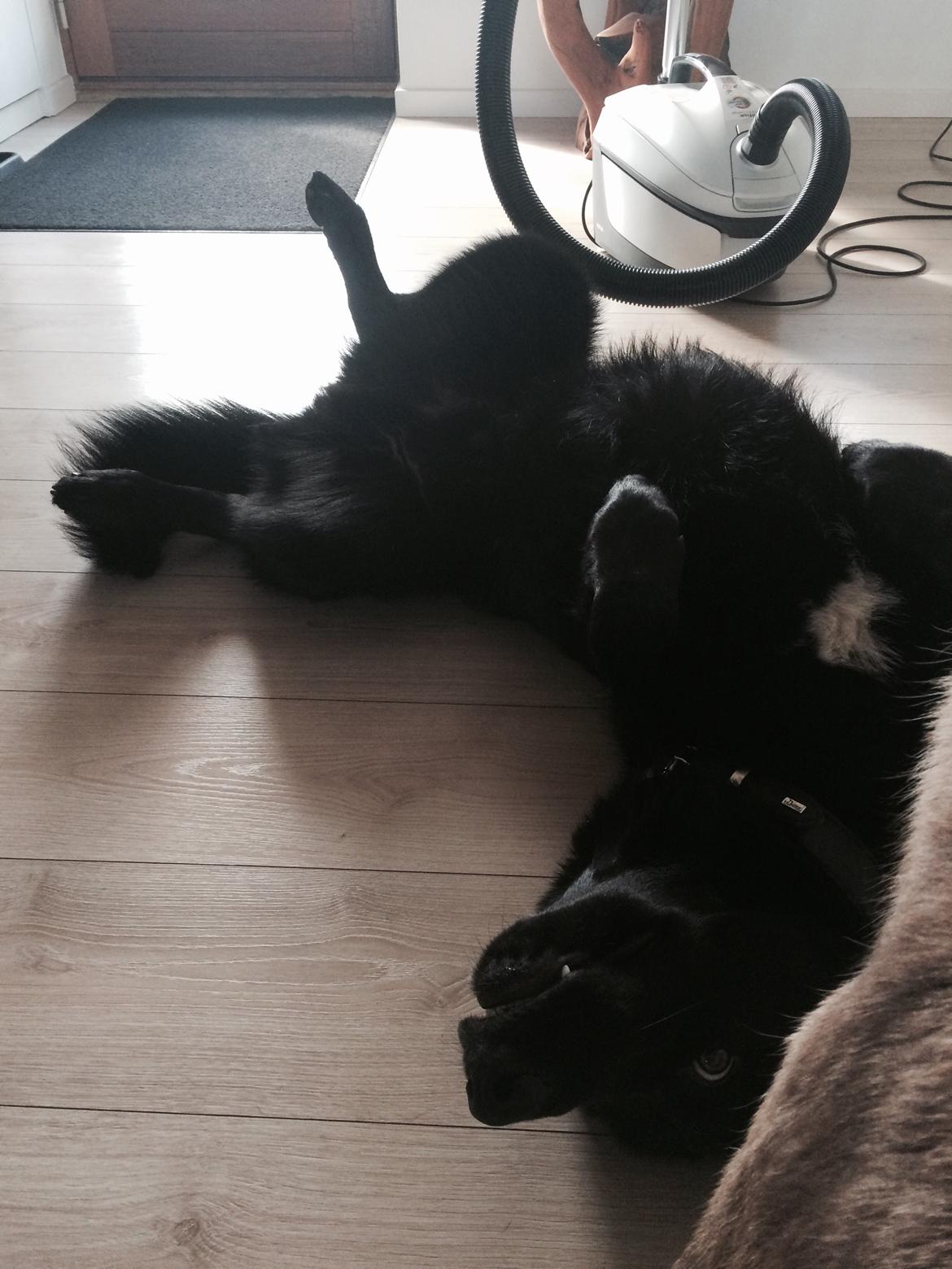 Blanding af racer Baloo billede 18