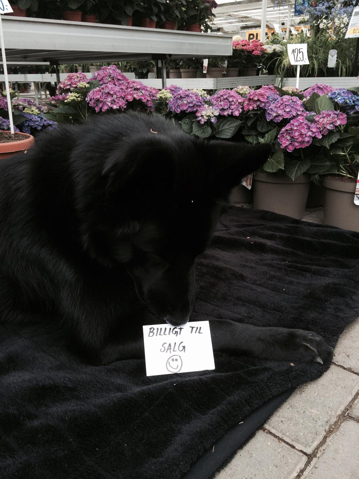 Blanding af racer Baloo billede 19