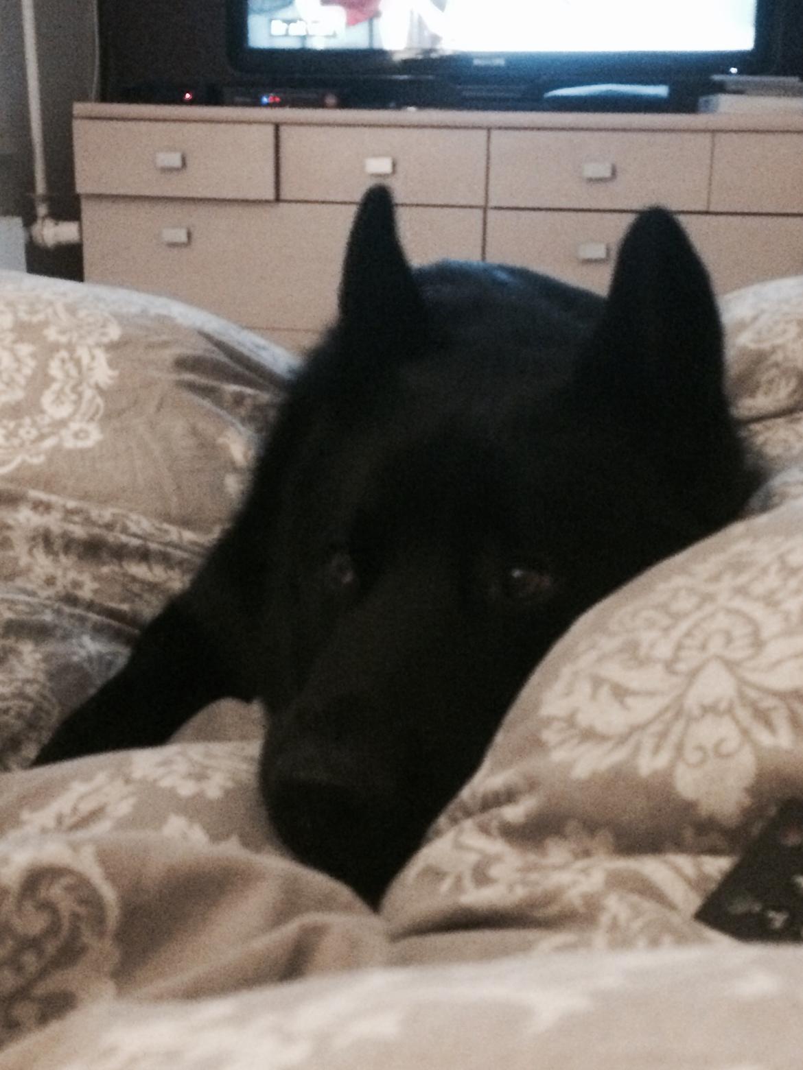 Blanding af racer Baloo billede 20