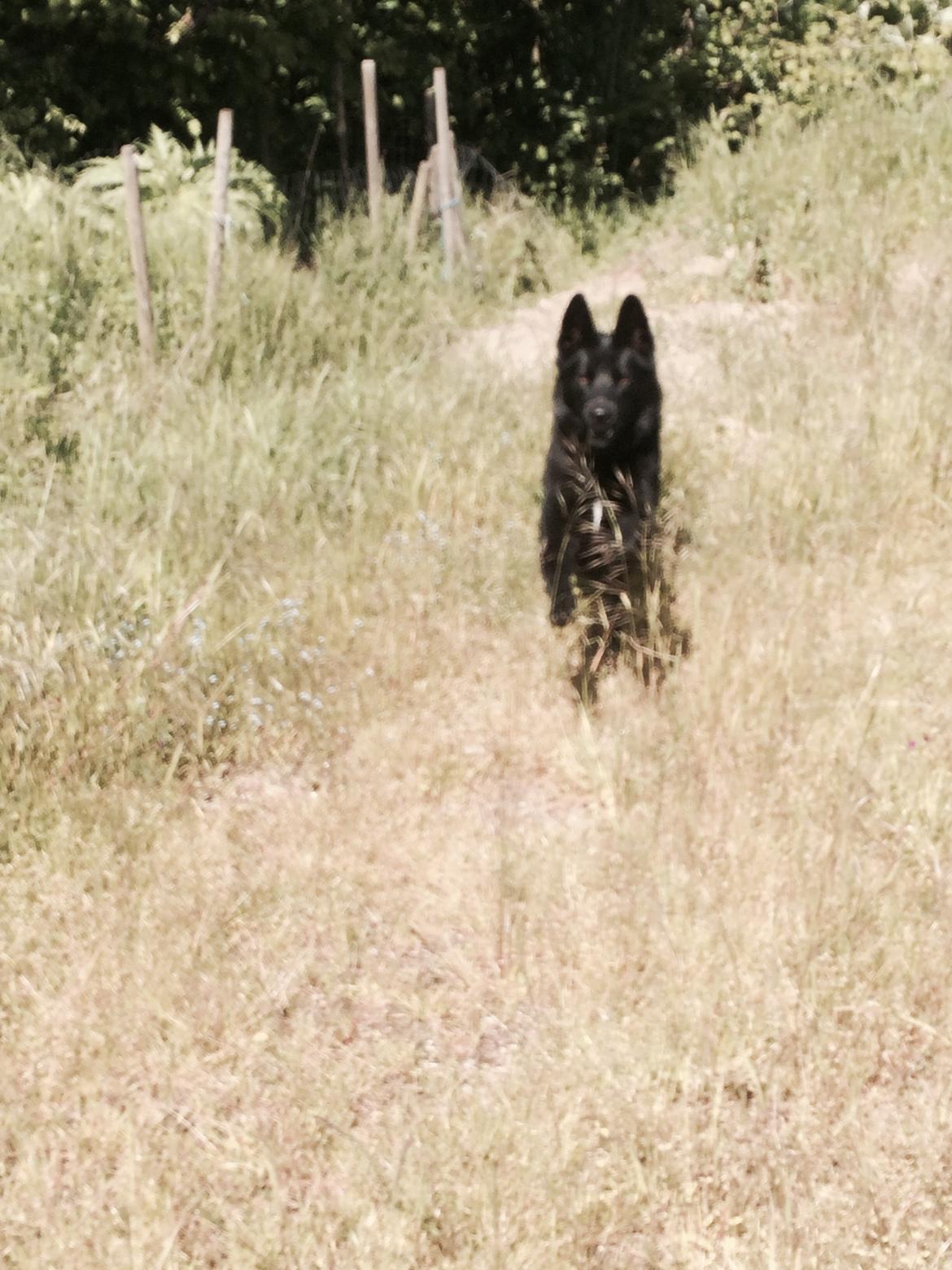 Blanding af racer Baloo billede 21