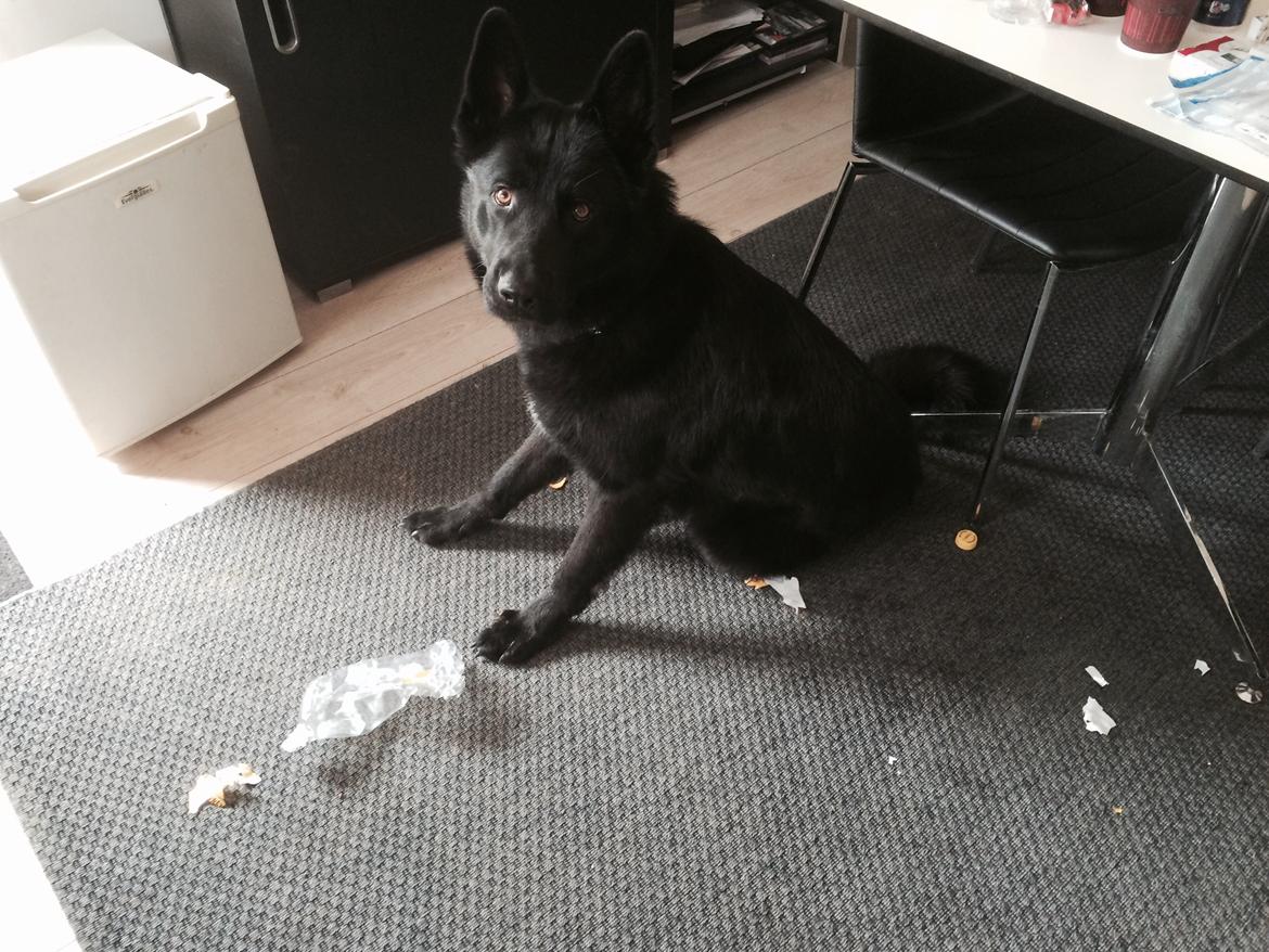 Blanding af racer Baloo billede 22