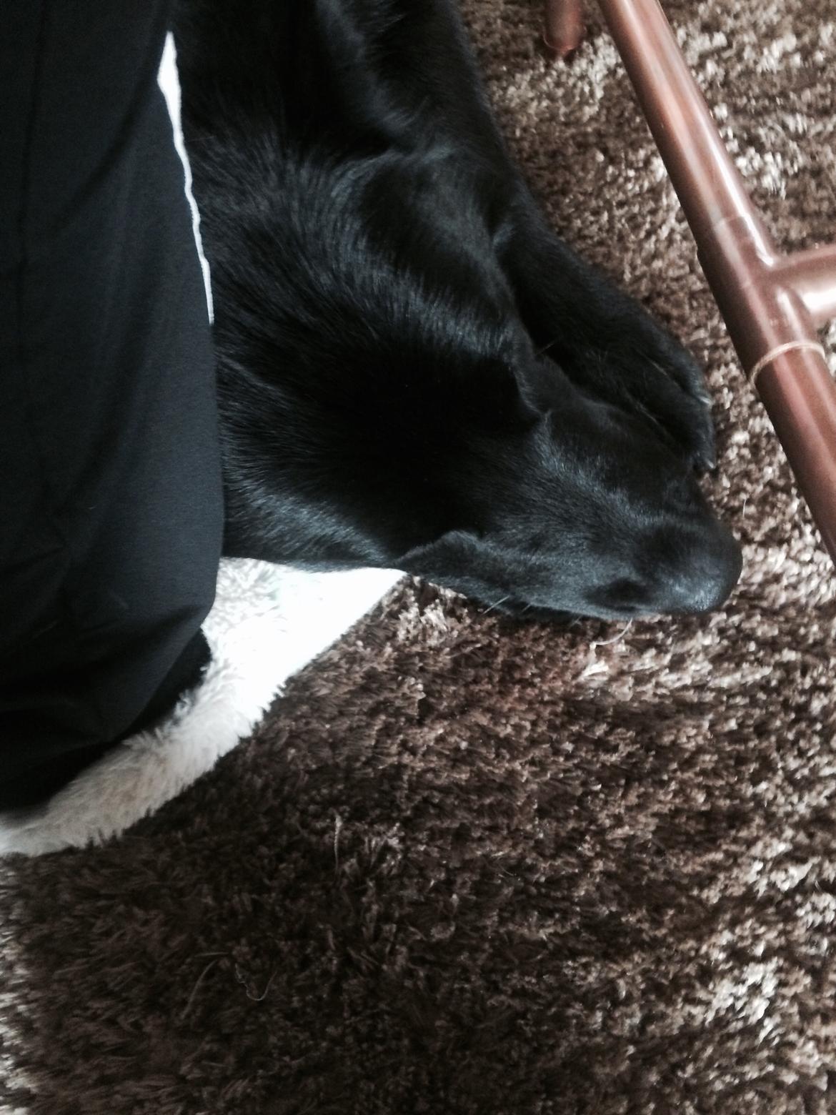 Blanding af racer Baloo billede 23