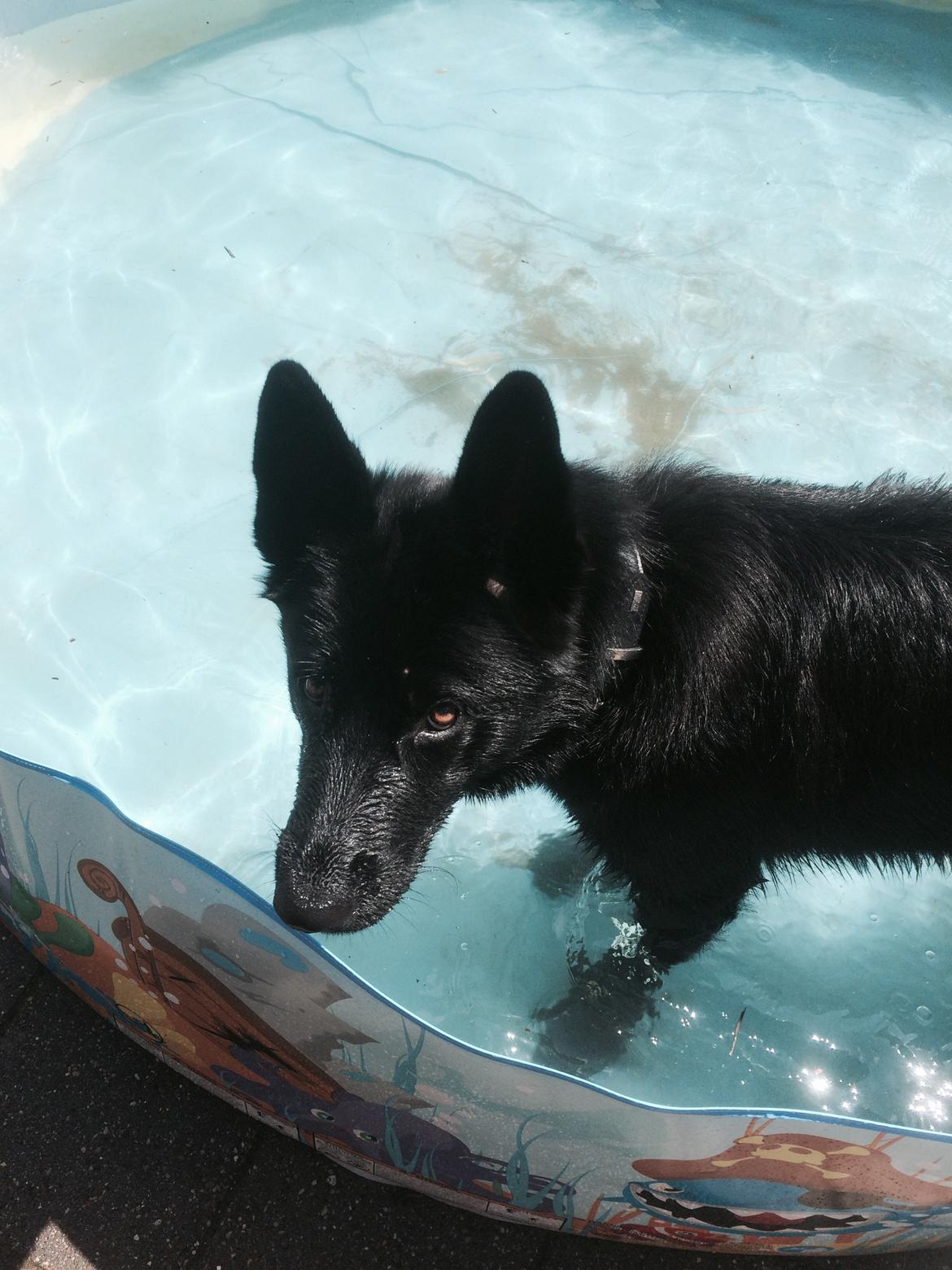 Blanding af racer Baloo billede 24