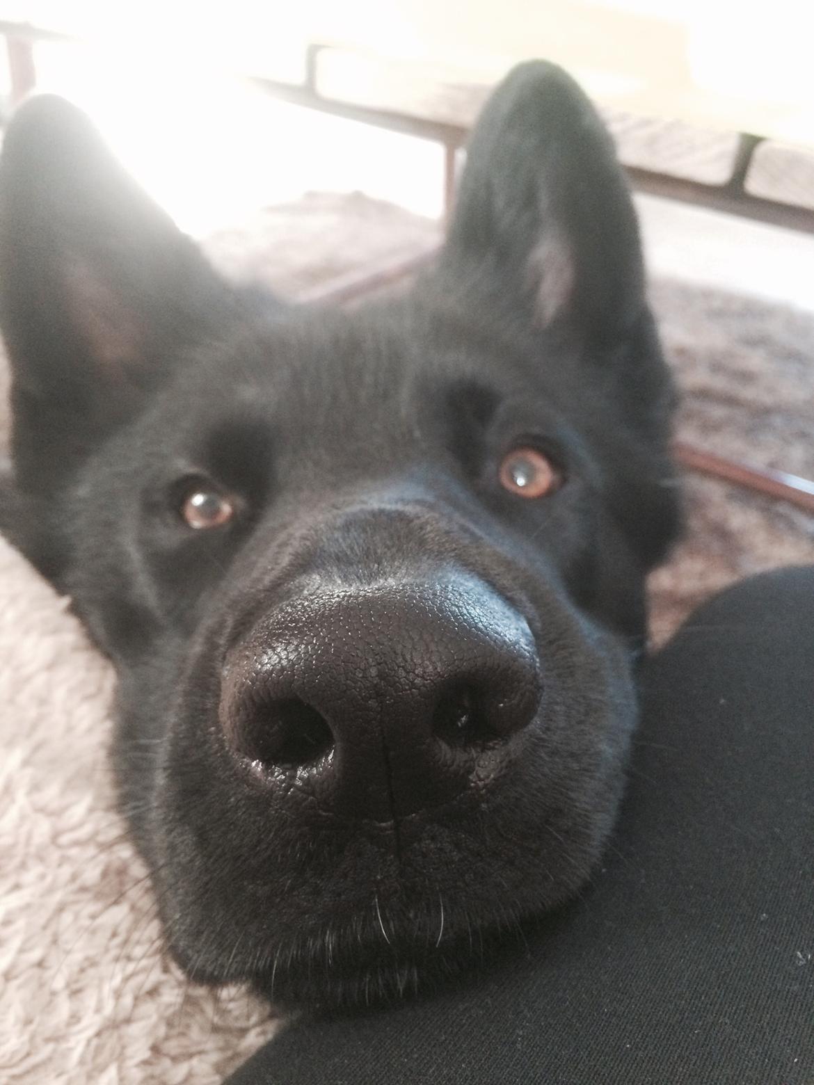 Blanding af racer Baloo billede 25