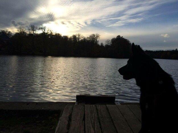 Blanding af racer Baloo billede 26