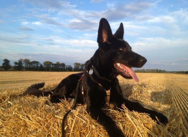 Blanding af racer Baloo billede 27